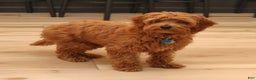 Cavapoo dogs for sale: Abby  - Ad 4