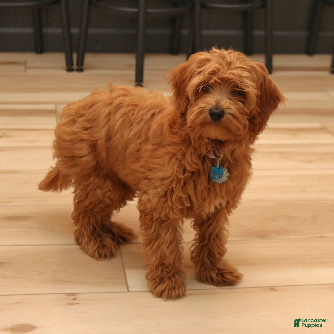Cavapoo dogs for sale: Abby  - Ad 4
