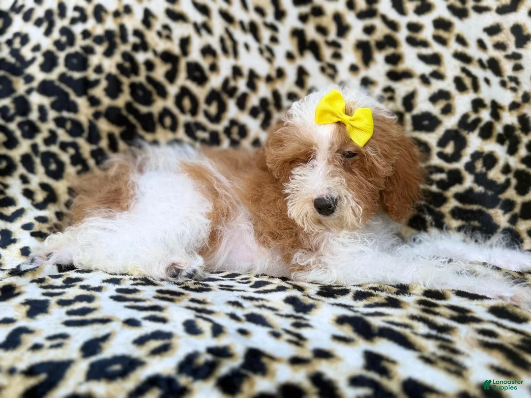Miniature Poodle dogs for sale: Jazzy - Ad 9