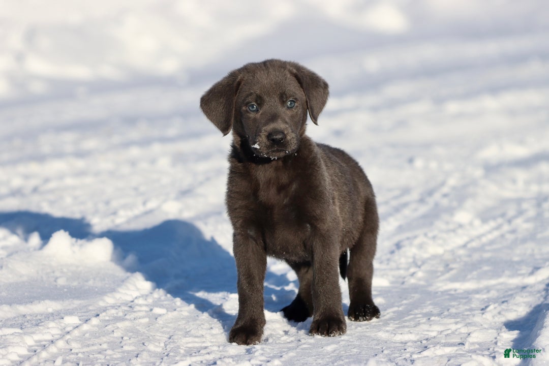Labrador Retriever dogs for sale: Silver Bullet  - Ad 2