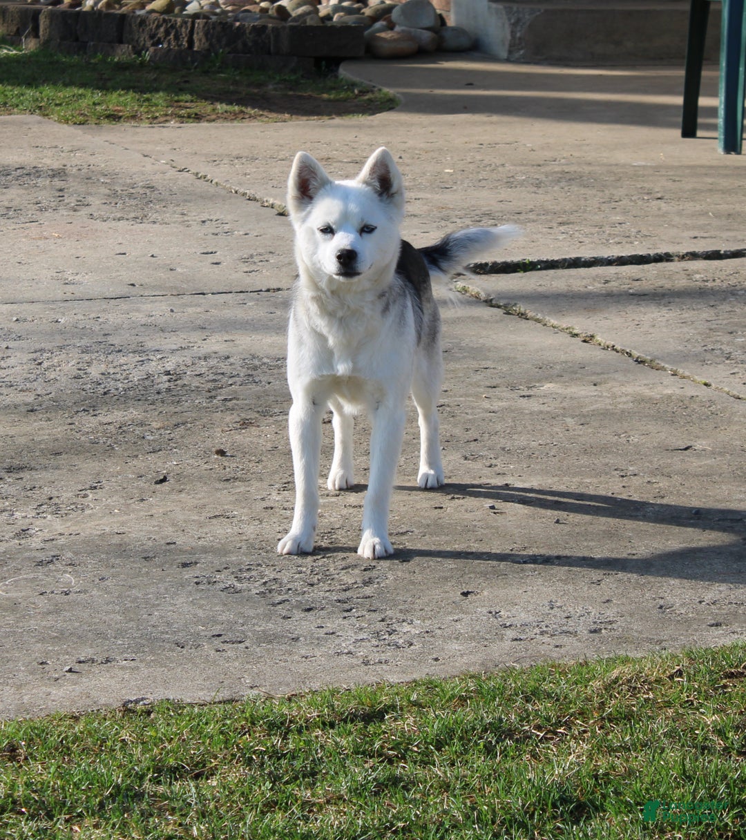 Pomsky dogs for sale: Tiny Tot - Ad 10