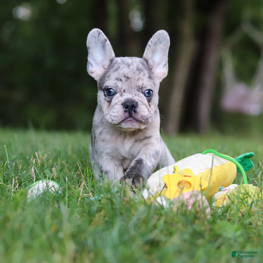 French Bulldog dogs for sale: Brodie - Ad 1
