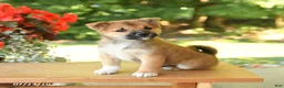 Shiba Inu dogs for sale: Karmel - Ad 3