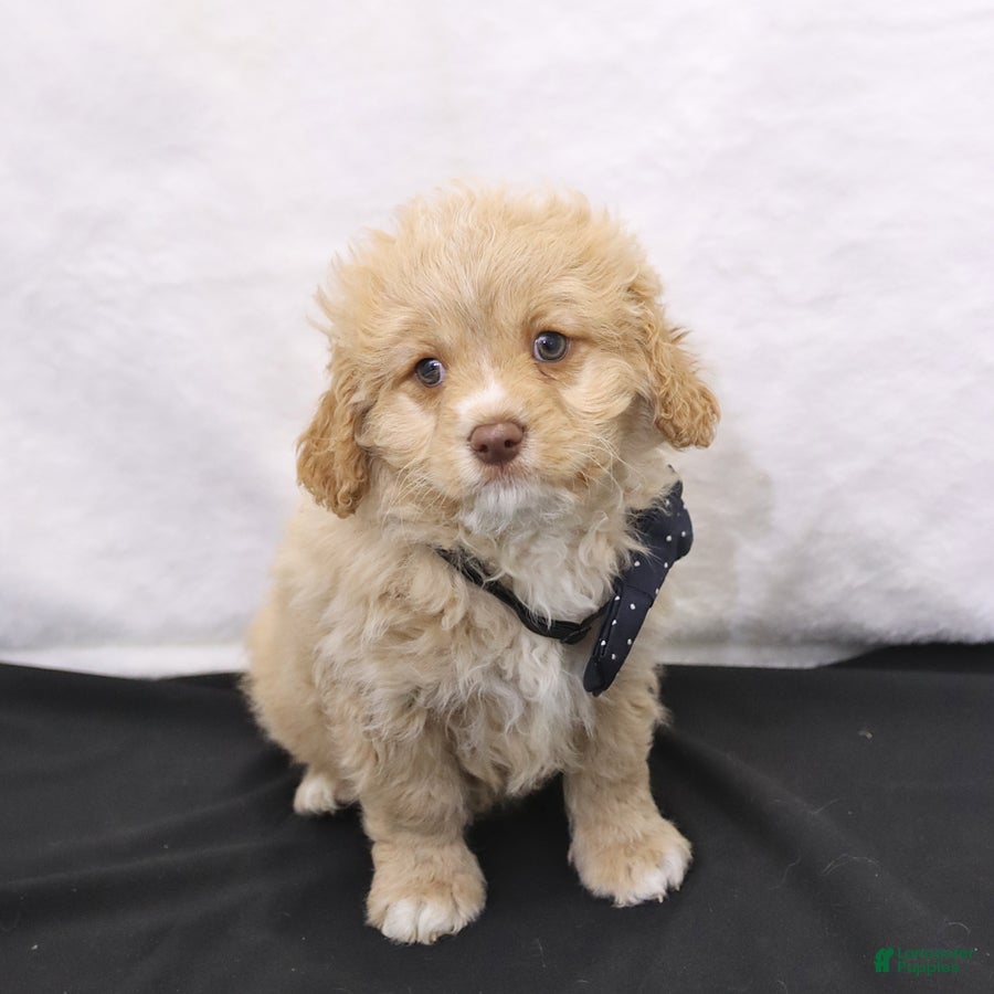 Cavapoo dogs Zeke - Ad 1