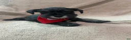 Miniature Schnauzer dogs for sale: Bennie - Ad 3