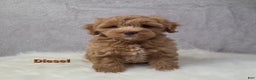Maltipoo dogs for sale: Diesel  - Ad 5