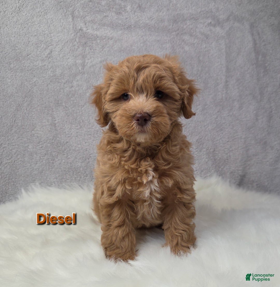 Maltipoo dogs for sale: Diesel  - Ad 5