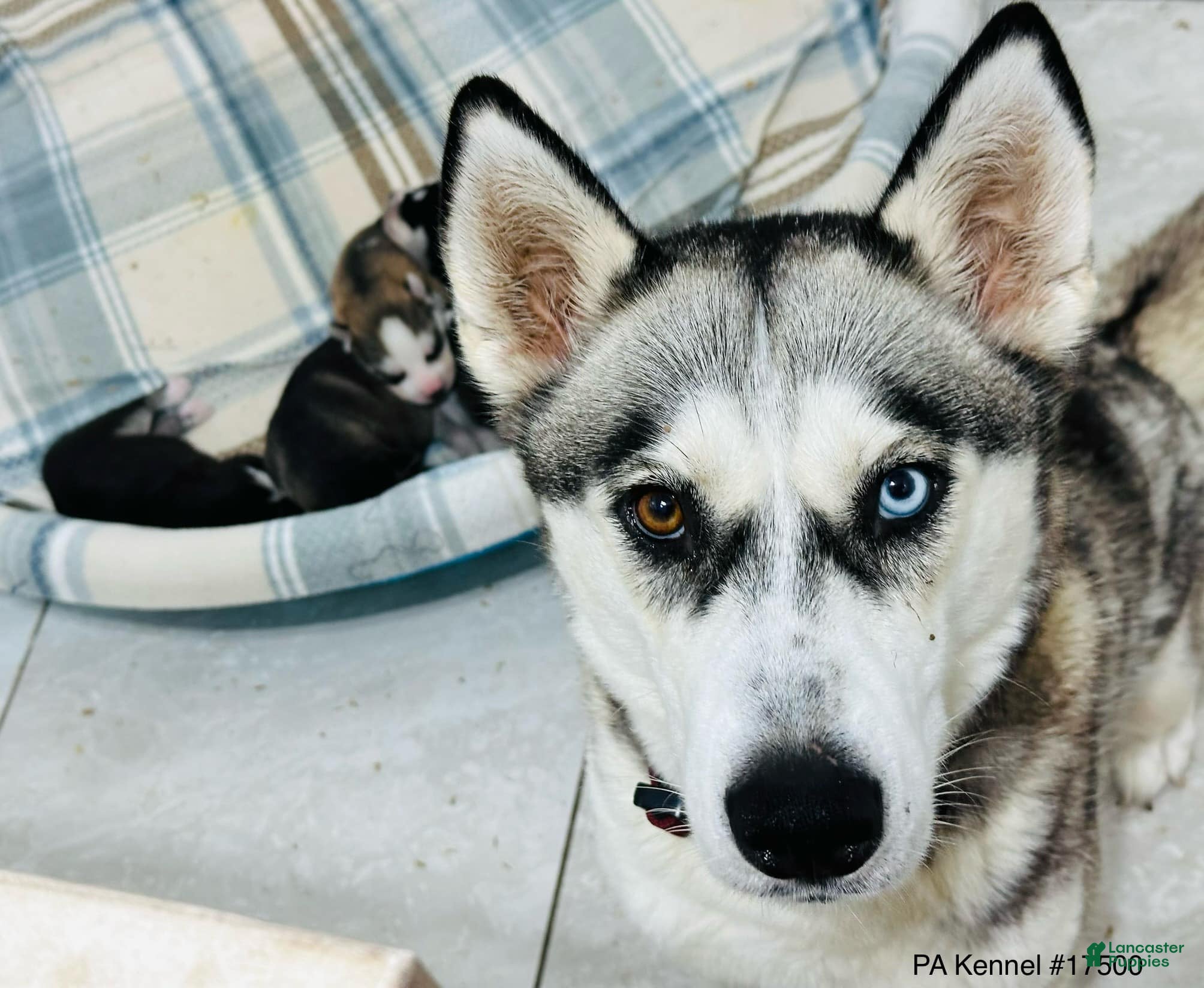 Siberian Husky dogs Buzz - Ad 2