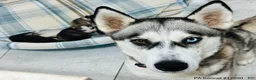 Siberian Husky dogs for sale: Siberian Husky 8 - Ad 2