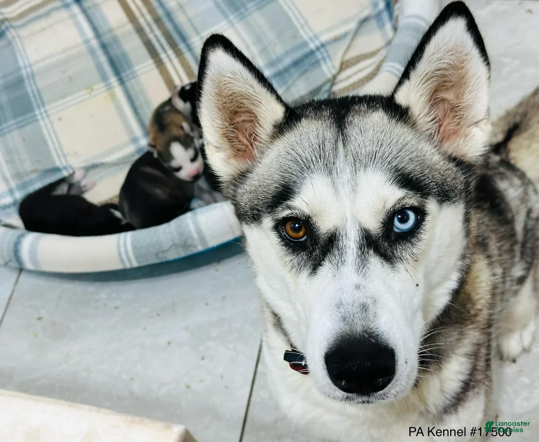 Siberian Husky dogs for sale: Siberian Husky 8 - Ad 2