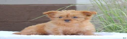 Yorkshire Terrier dogs for sale: Macy - Ad 8