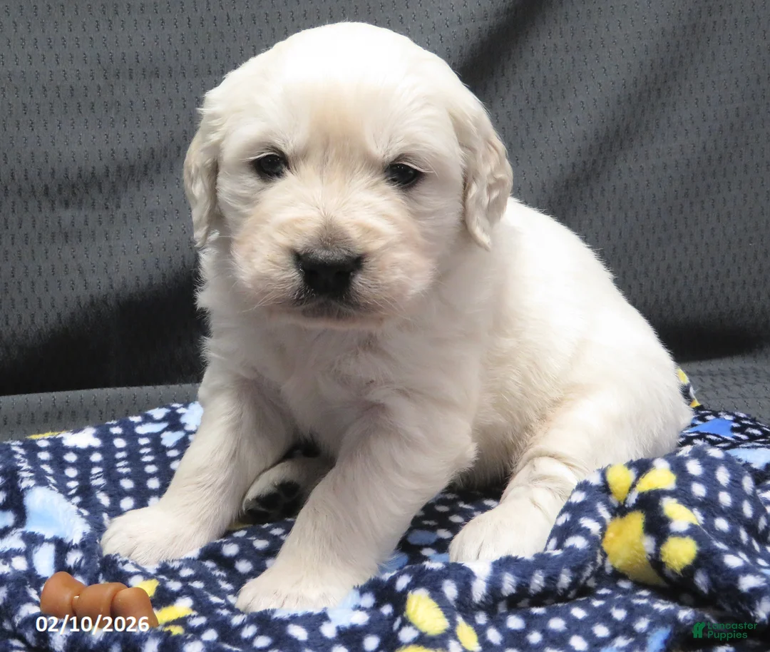 Golden Retriever dogs for sale: Gordie - Ad 1