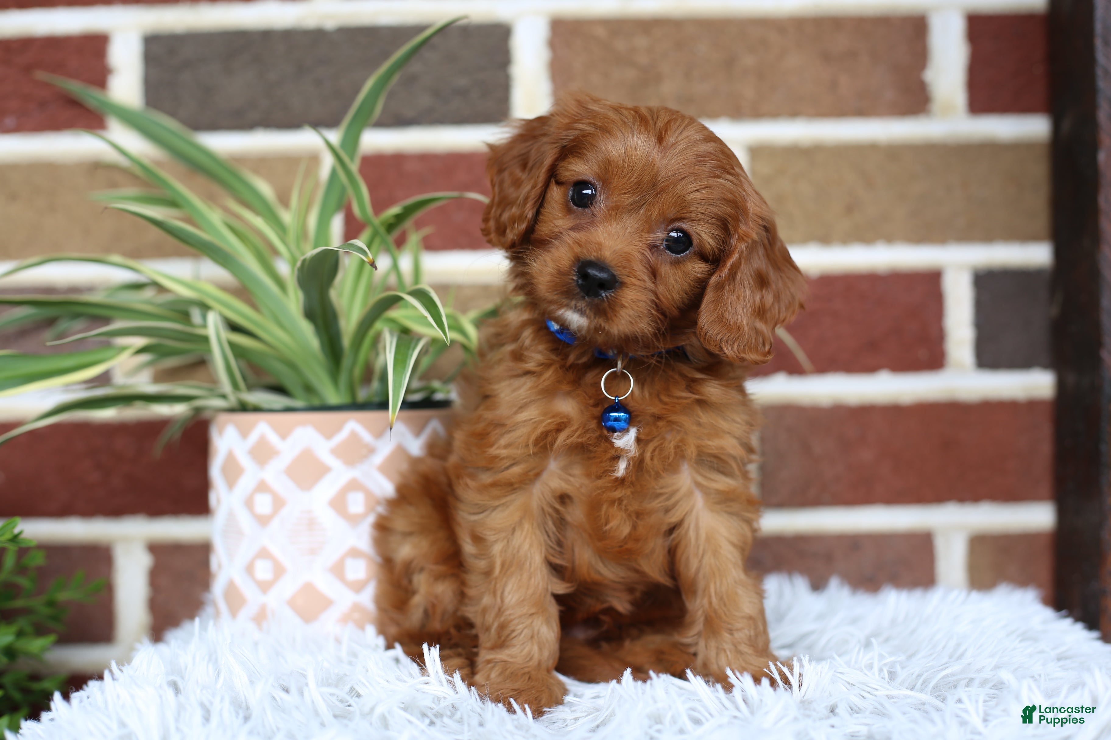 Cavapoo dogs Forrest - Ad 1