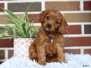 Cavapoo dogs for sale: Forrest - Ad 4