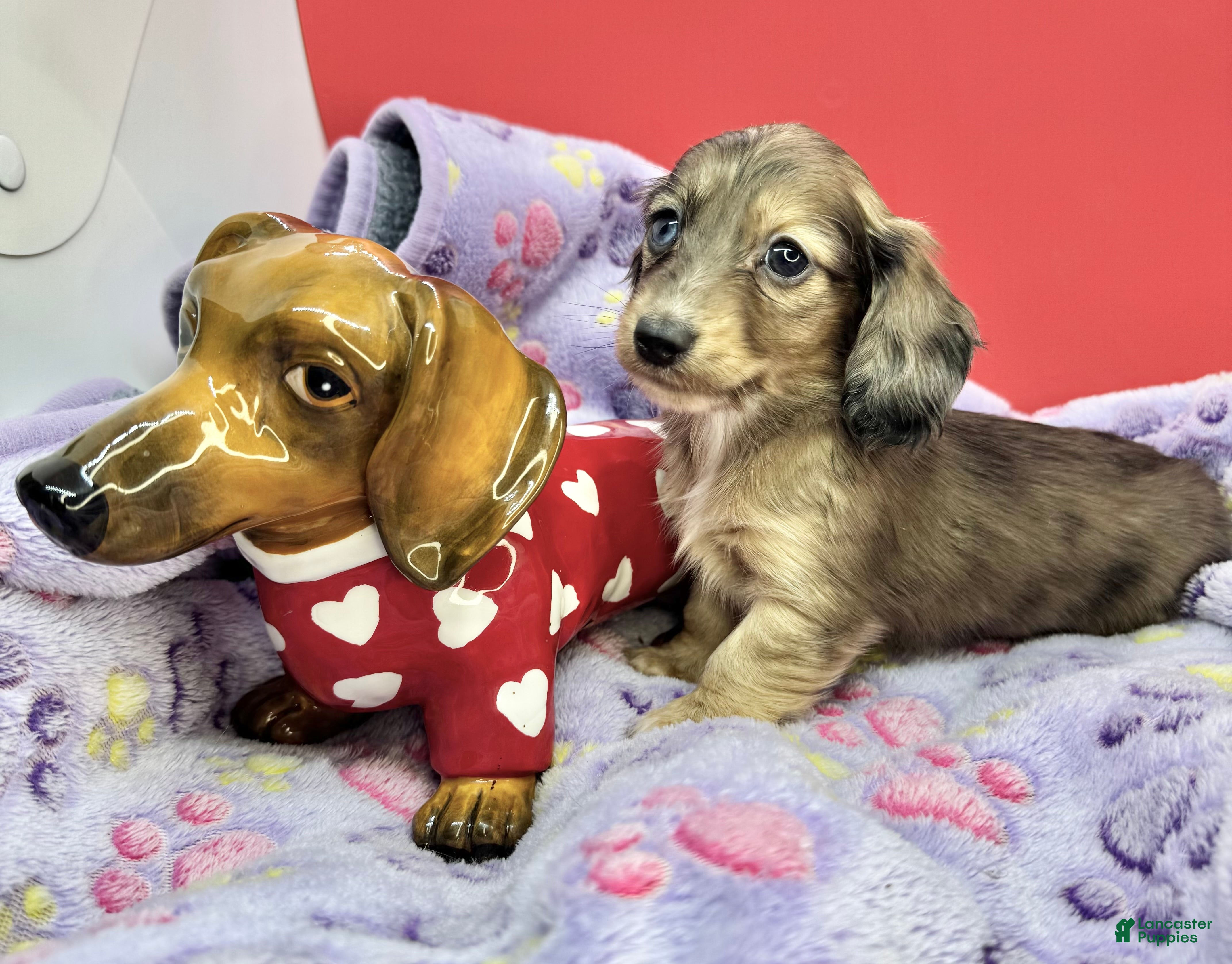 Miniature Dachshund dogs   dapple blue eye - Ad 17