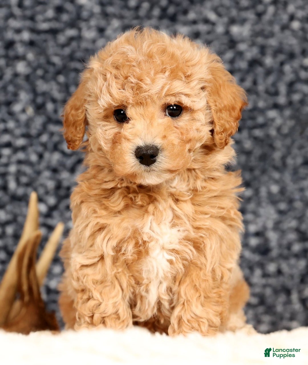 Bichpoo dogs for sale: Clint - Ad 9