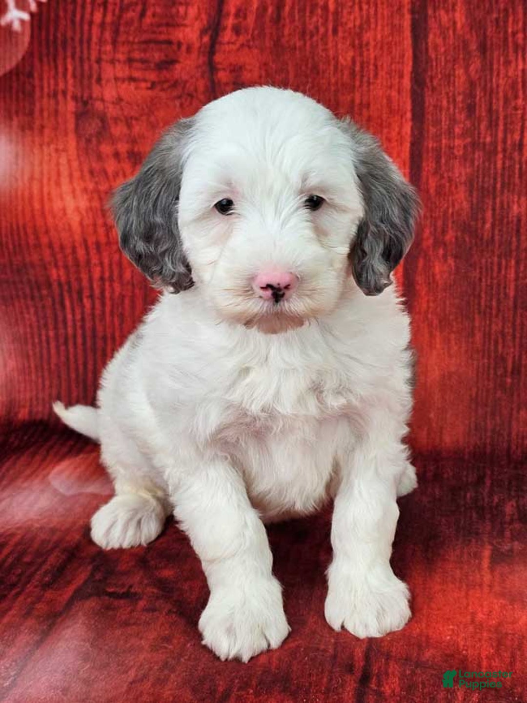 Mini Sheepadoodle dogs for sale: Kringle - Ad 2