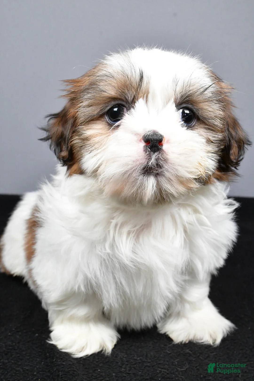 Shih Tzu dogs for sale: Gabe - Ad 7