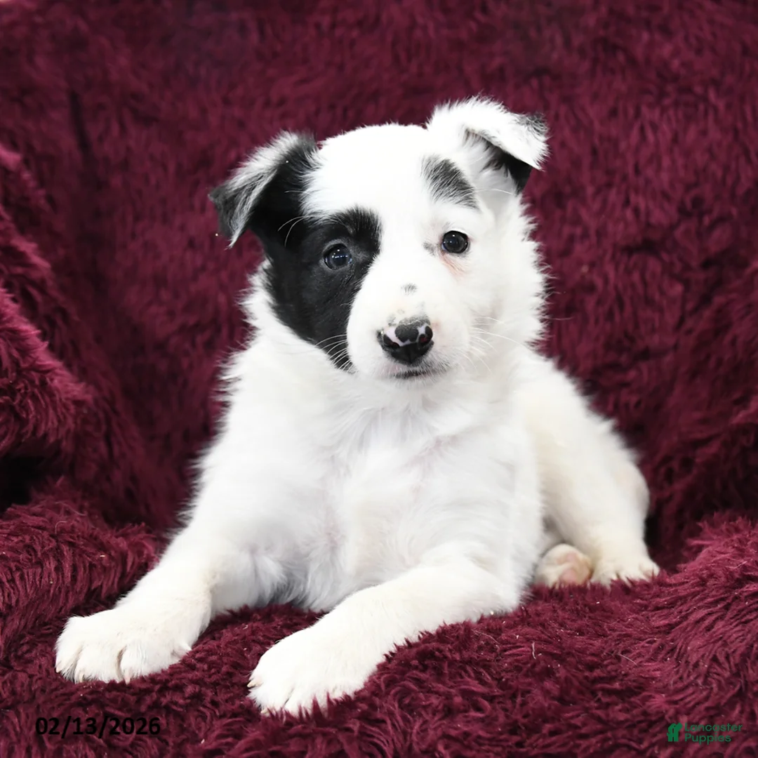 Border Collie dogs for sale: Dottie - Ad 2