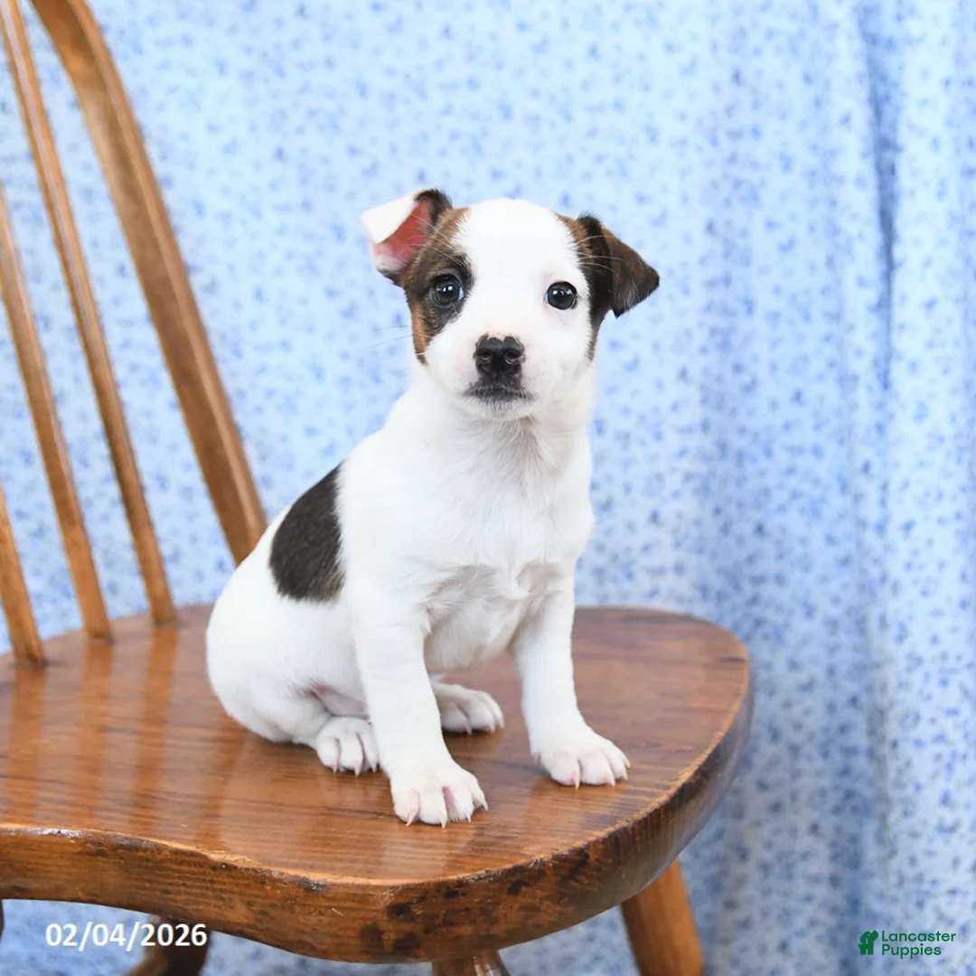 Jack Russell Terrier dogs for sale: Espresso - Ad 1
