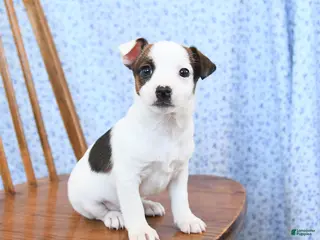 Jack Russell Terrier dogs Espresso - Ad 37