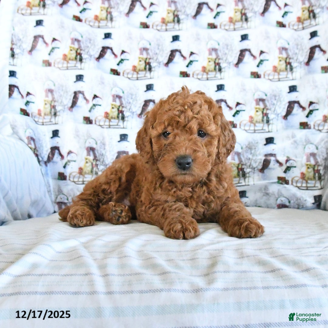 Mini Goldendoodle dogs for sale: Frosty - Ad 4