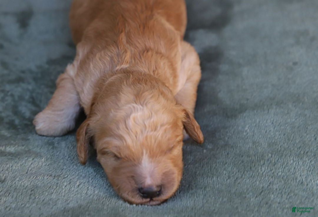 Goldendoodle dogs for sale: Rune - Ad 3