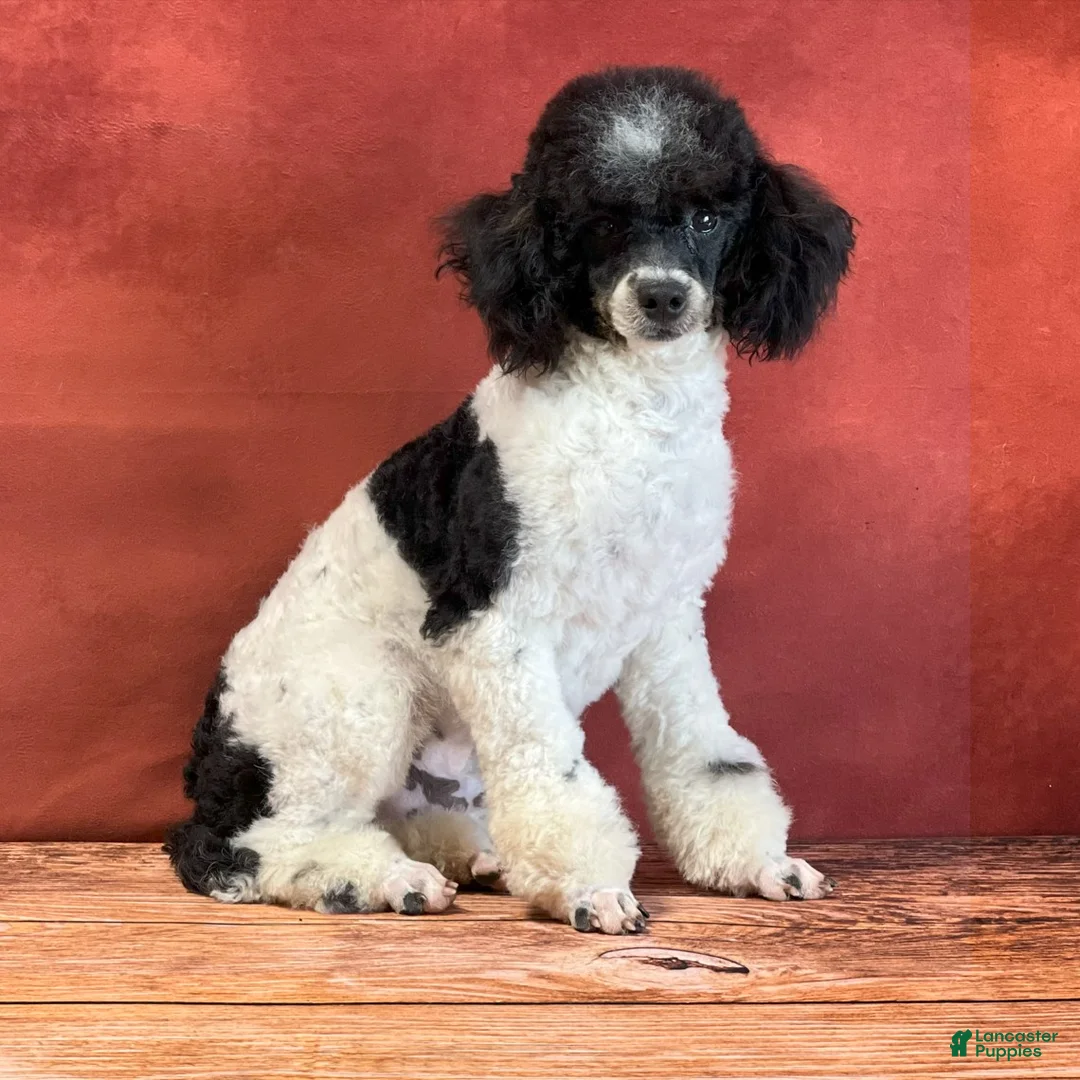 Yorkiepoo dogs for sale: Chloe - Ad 10