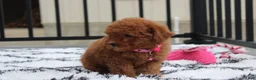 Bichpoo dogs for sale: Trixie - Ad 17