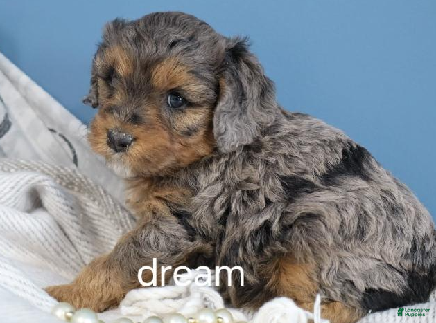 Cavapoo dogs Forrest - Ad 2