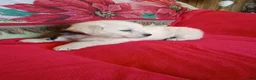 Golden Retriever dogs for sale: Bud- call 1-270-507-0580  - Ad 6
