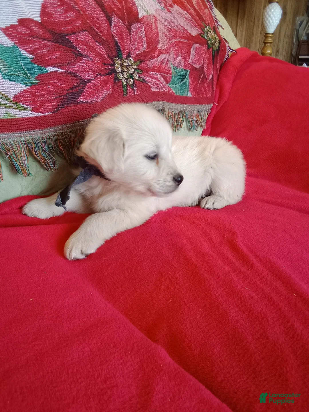 Golden Retriever dogs for sale: Bud- call 1-270-507-0580  - Ad 6