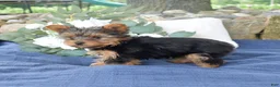 Yorkshire Terrier dogs for sale: Pretzel - Ad 3