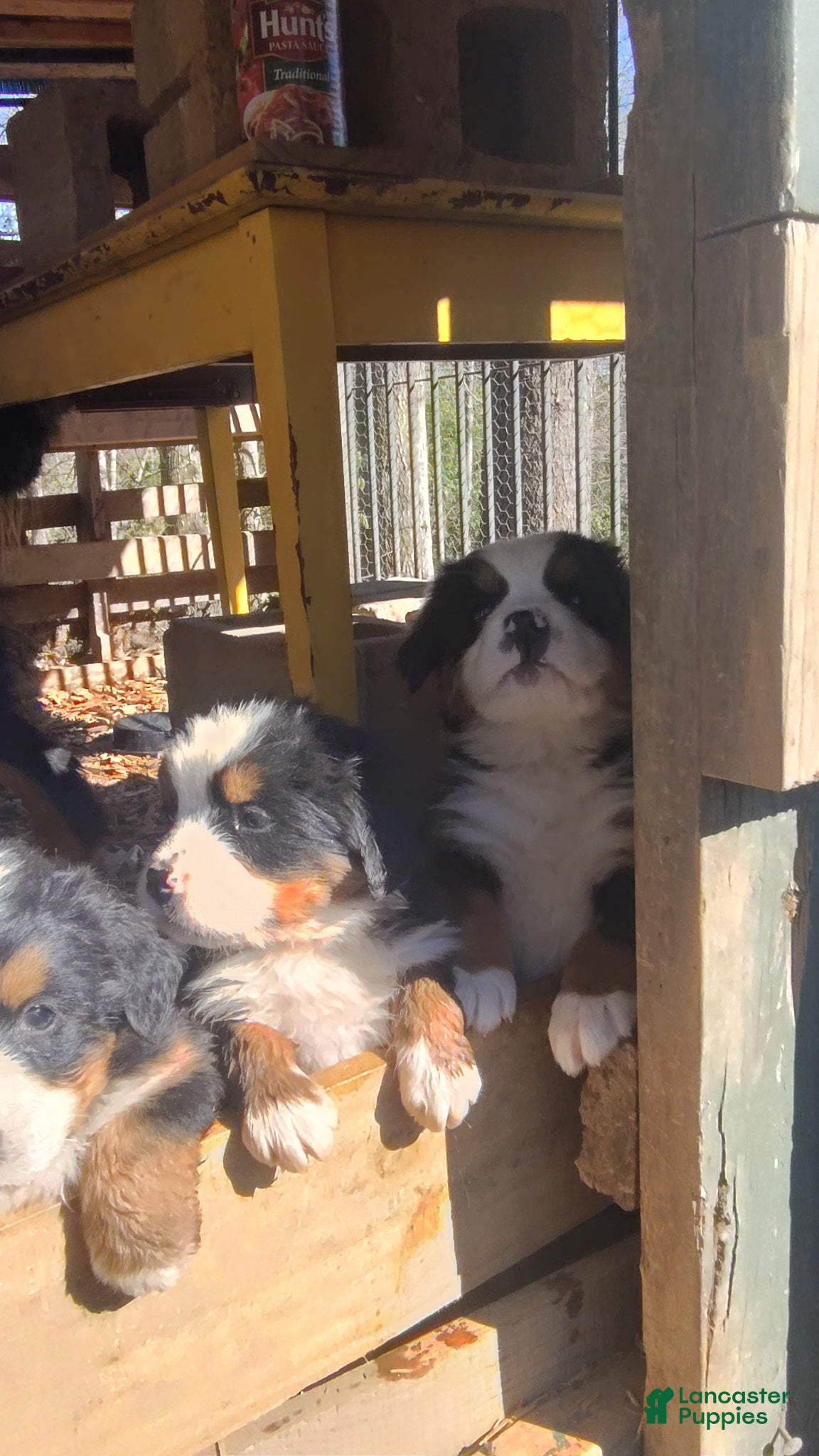 Bernese Mountain Dog dogs Bernese Mountain Dog Puppy 2 - Ad 34