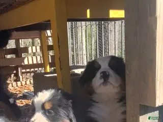 Bernese Mountain Dog dogs Bernese Mountain Dog Puppy 2 - Ad 34