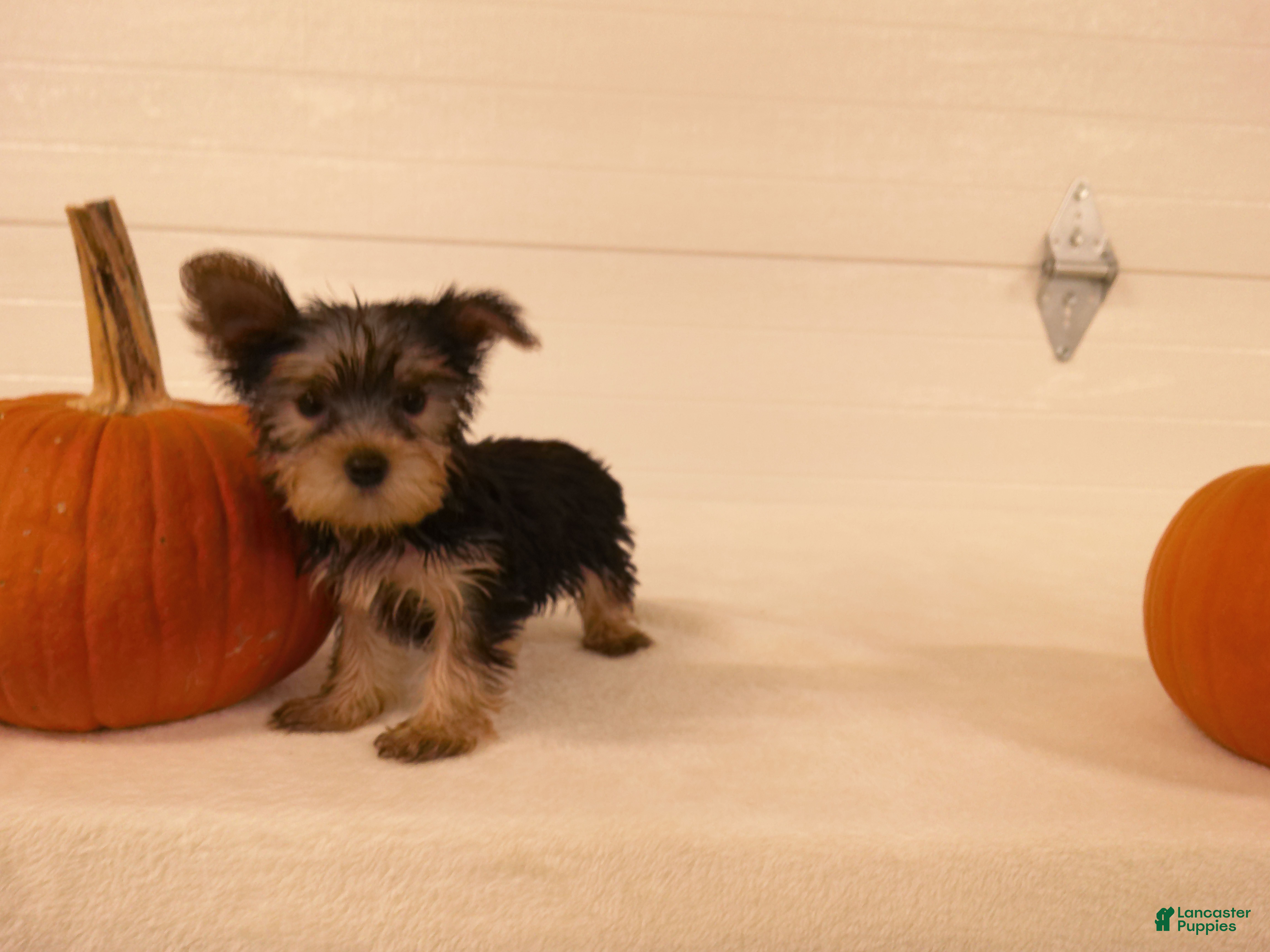 Yorkshire Terrier dogs for sale: Ruby - Ad 1