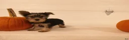 Yorkshire Terrier dogs for sale: Ruby - Ad 1