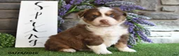 Australian Shepherd dogs for sale: Thunder - Ad 3