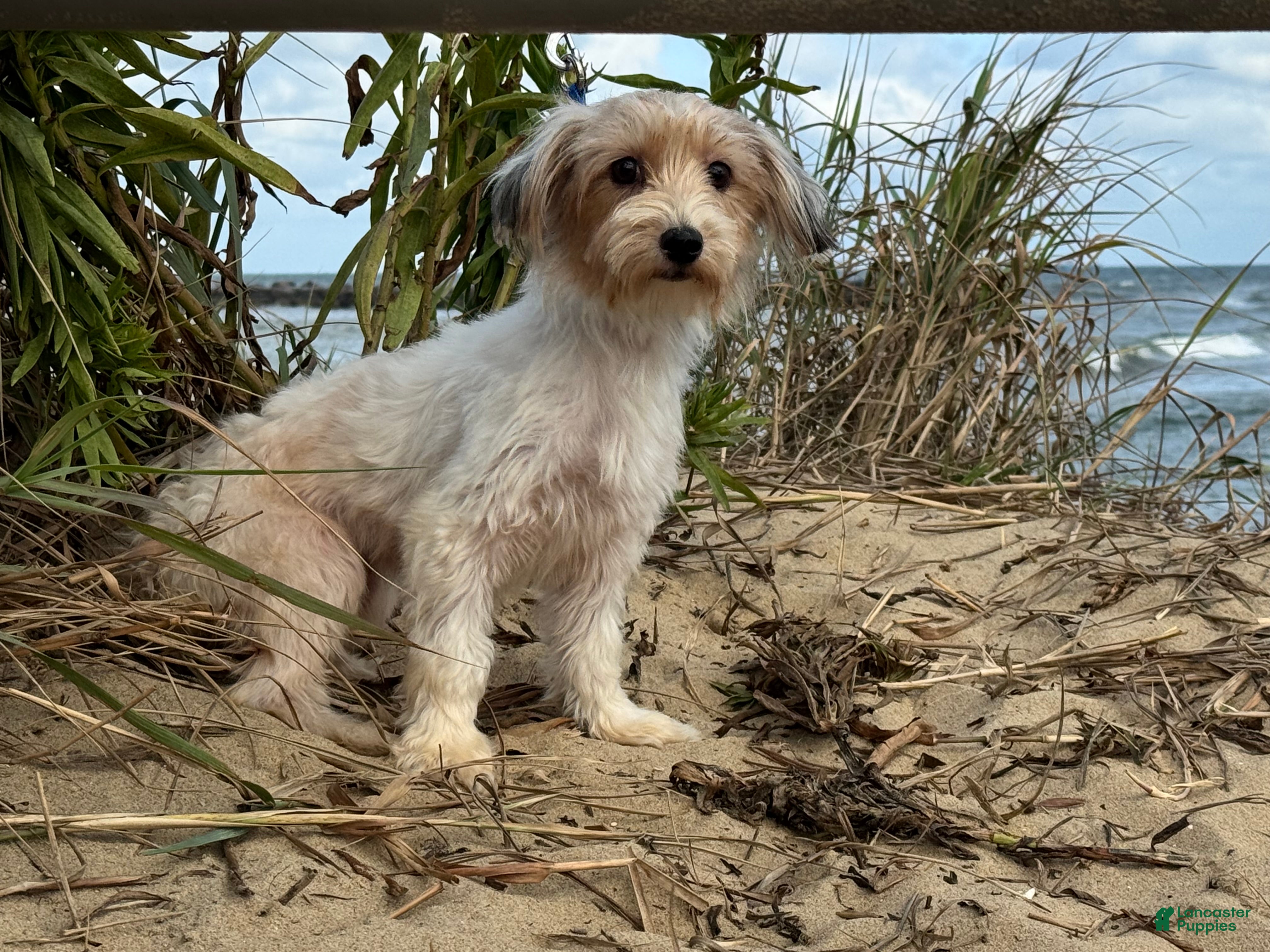 Morkie dogs Connie - Ad 18