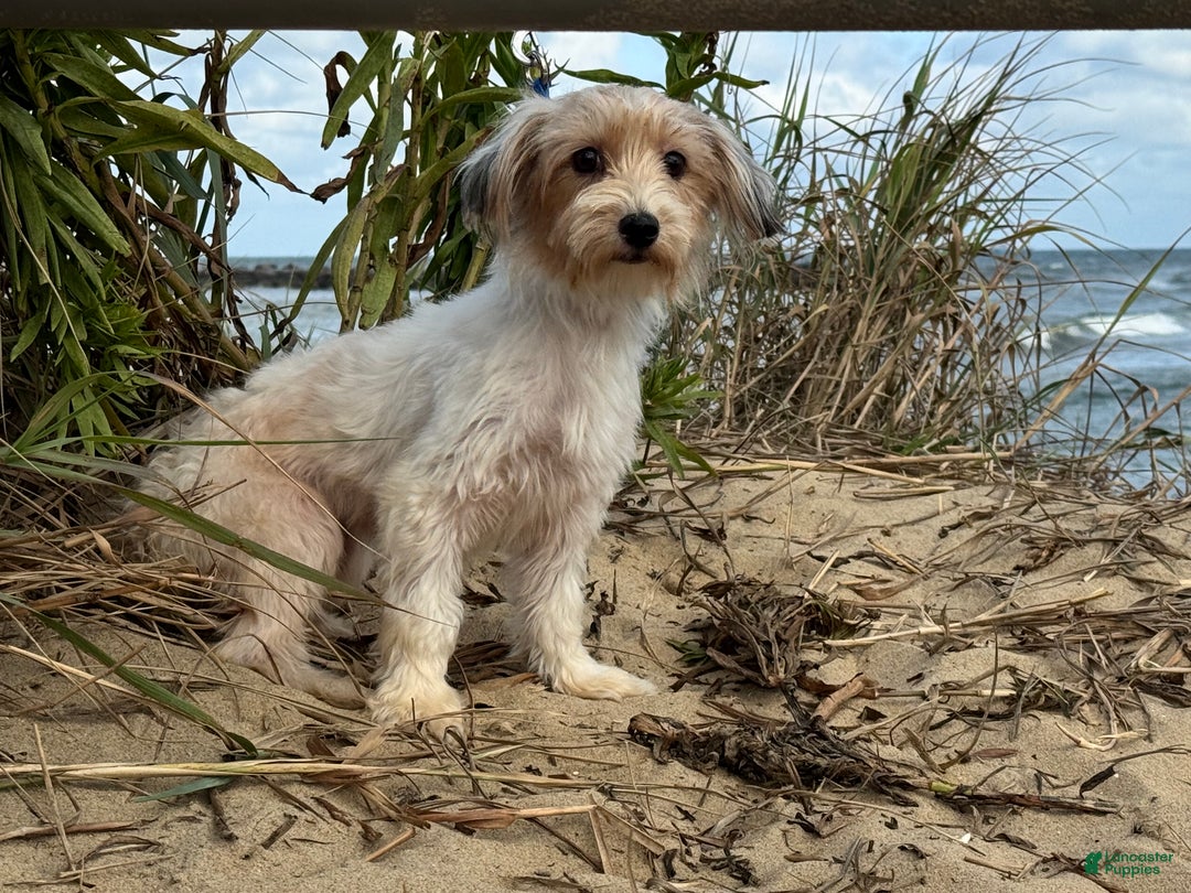 Morkie dogs for sale: Connie - Ad 1