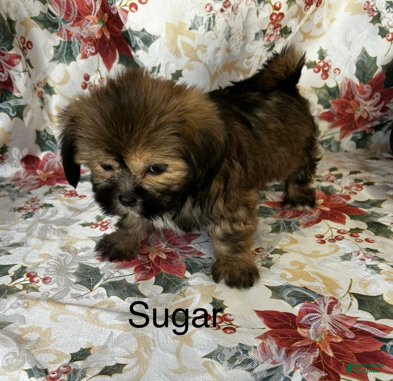 Lhasa Apso dogs Lhasa Apso Puppy 4 - Ad 3