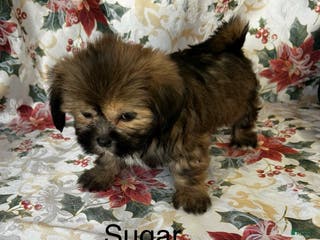 Lhasa Apso dogs Lhasa Apso Puppy 4 - Ad 28