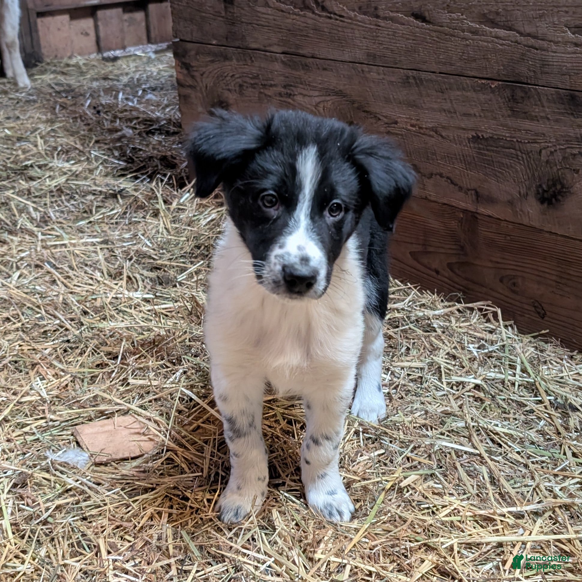 Mixed Breed dogs Ram - Ad 1