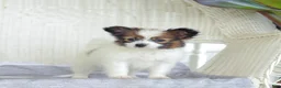 Papillon dogs for sale: Turbo - Ad 4
