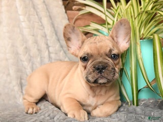 French Bulldog dogs Snickers - Ad 7