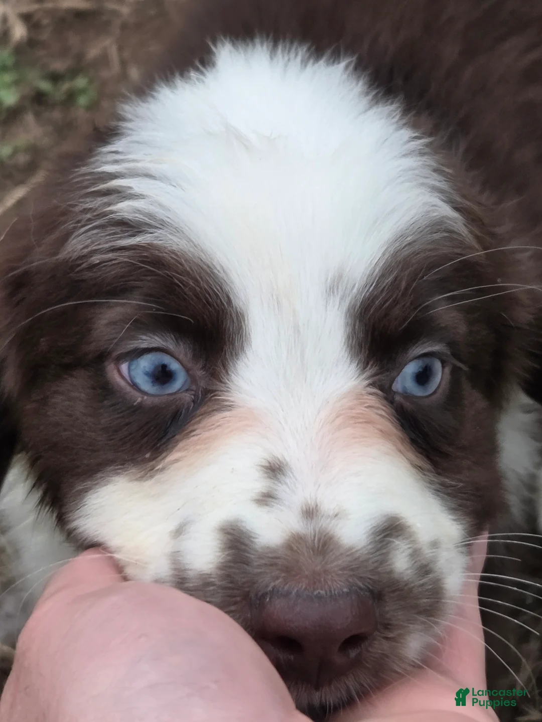 Australian Shepherd dogs for sale: Gadget  - Ad 2