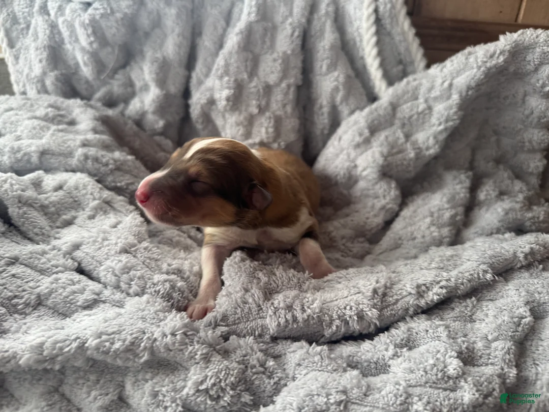 Collie dogs for sale: Mac - Ad 3