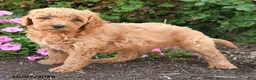Mini Goldendoodle dogs for sale: Penny - Ad 4