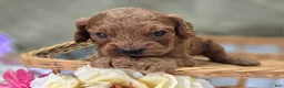 Cockapoo dogs for sale: Nigel - Ad 19