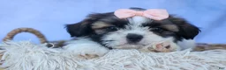 Shih Tzu dogs for sale: SALLY - Ad 15